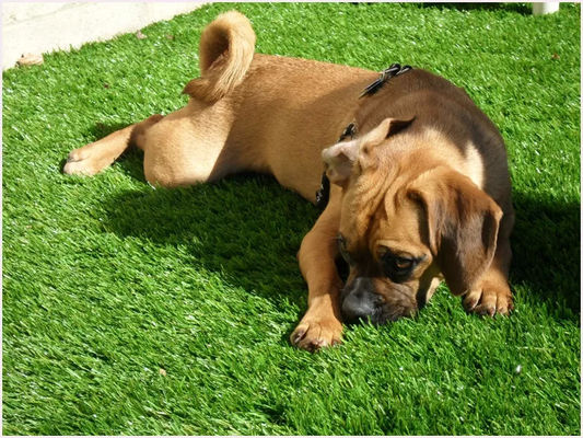 PE PP Softness Friendly หญ้าเทียมสำหรับสัตว์เลี้ยง 25mm Waterproof For Dogs 4 Tone