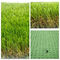 หญ้าเทียมสำหรับเด็ก SGS Landscape ความหนาแน่นสูง กว้าง 4 ม. 25 มม